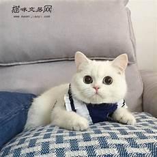 重生成猫的悠闲生活