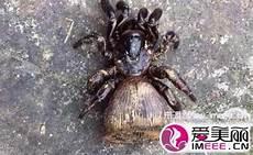 天天有喜雁石是什么妖