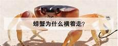 螃蟹结构