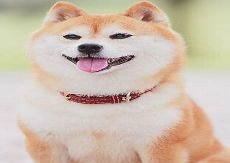 养柴犬是种怎样的体验