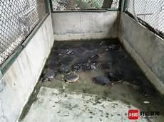 乌龟凶猛程度排行