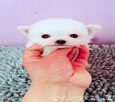 茶杯和博美是一种吗